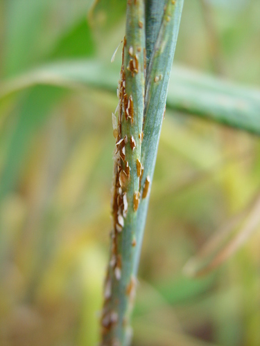 Ferrugem-do-colmo