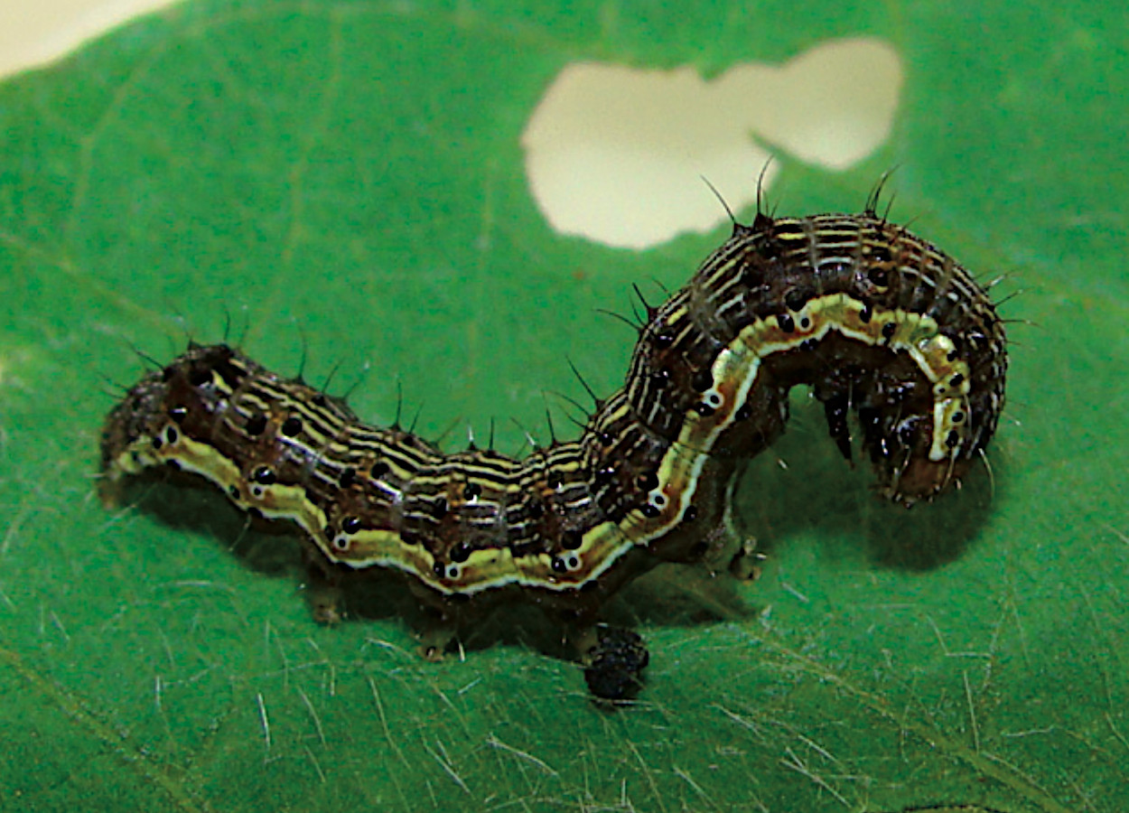 Lagarta-helicoverpa