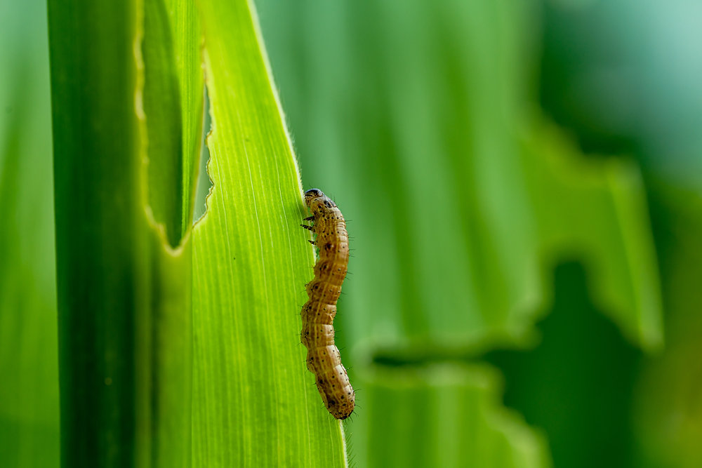 Lagarta-do-cartucho (Spodoptera frugiperda) em milho