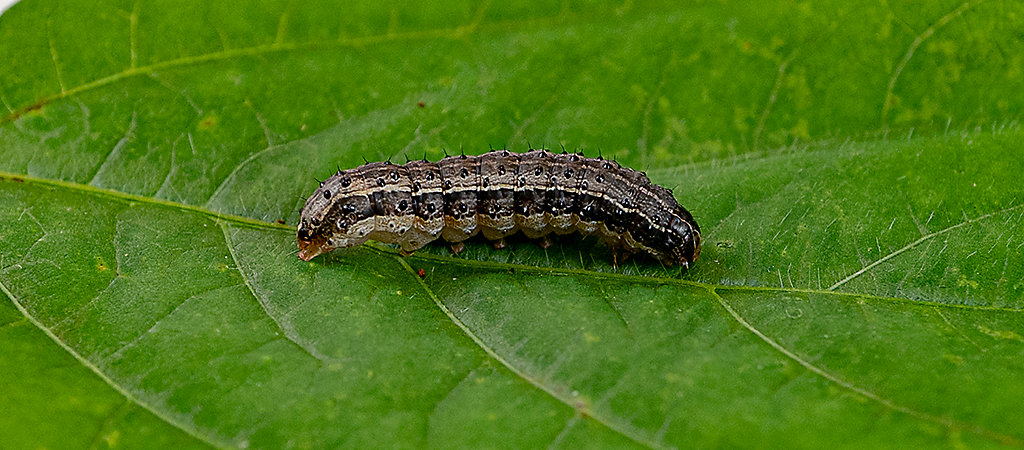 Danos da lagarta-do-cartucho no cartucho do milho