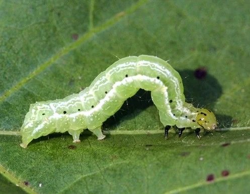 Lagarta-falsa-medideira