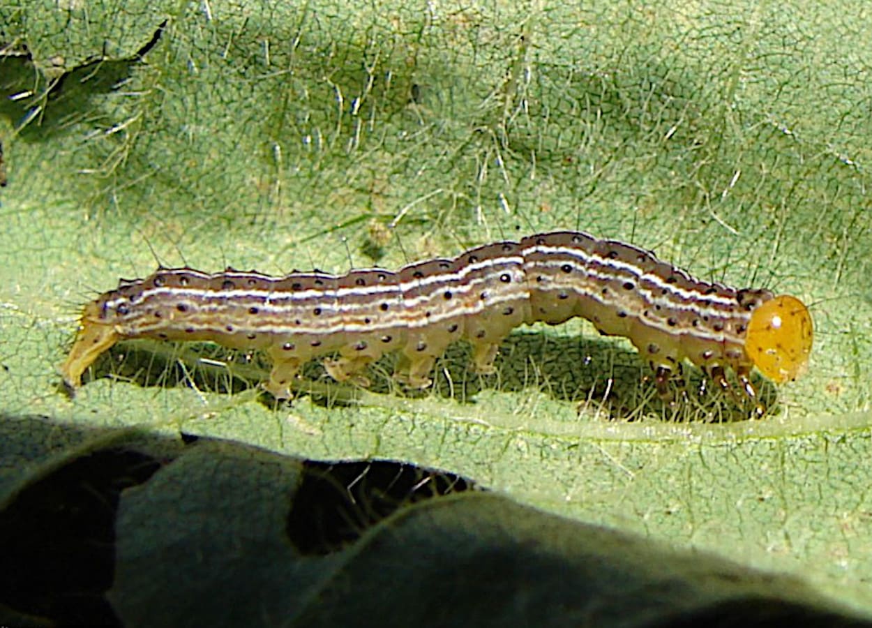 Anticarsia gemmatalis (lagarta-da-soja) em folha