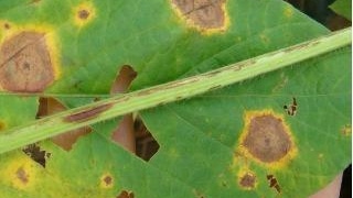 Sintomas de mancha-alvo (Corynespora cassiicola) em soja
