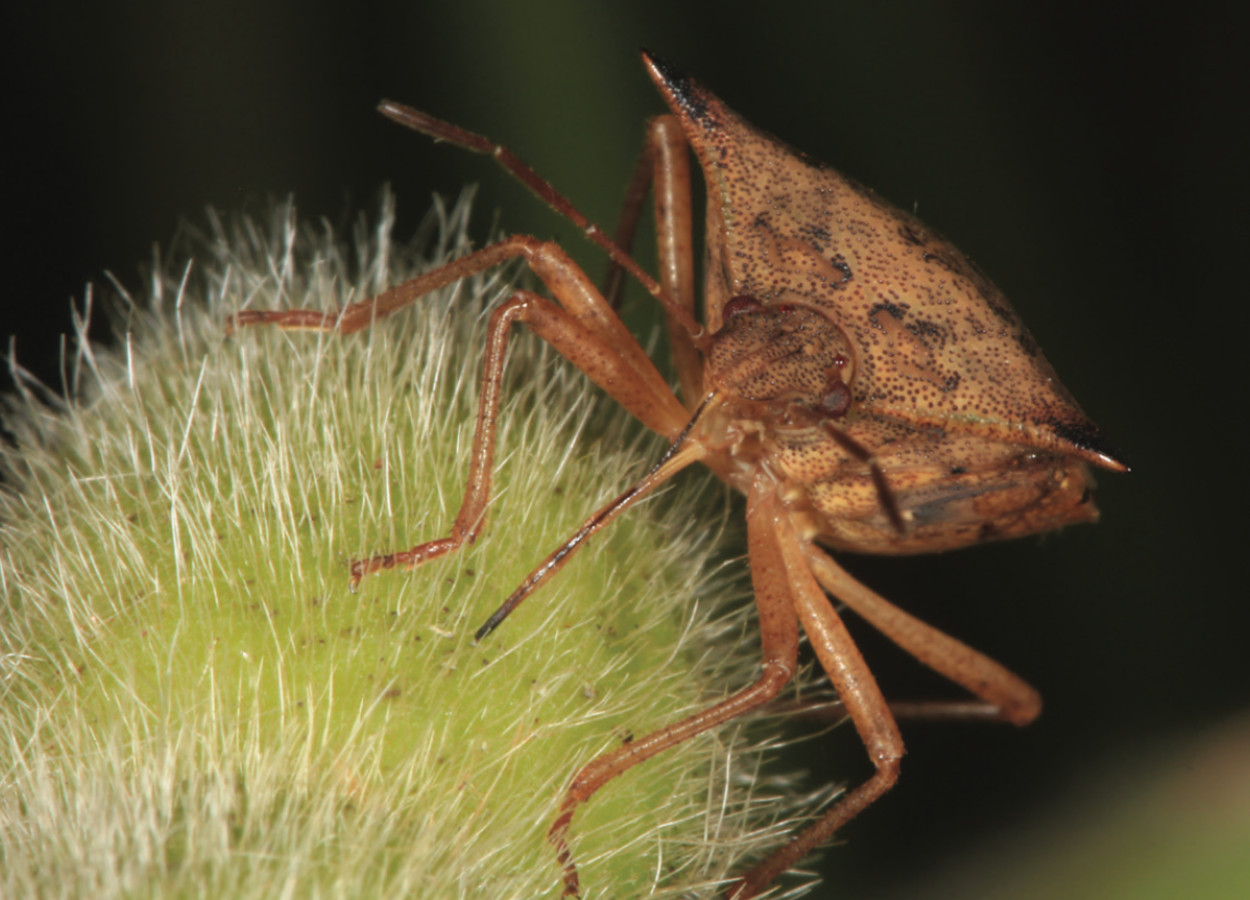 Percevejo-marrom (Euschistus heros) adulto em soja