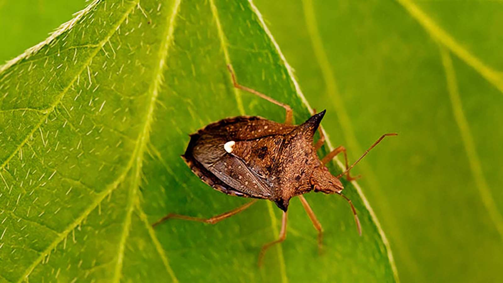 Percevejo-marrom causando danos em vagem de soja