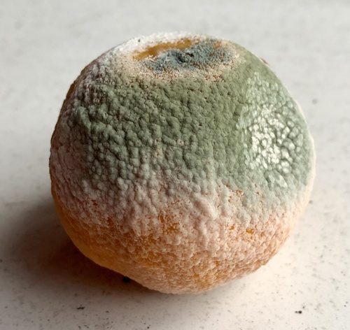 Bolor-verde