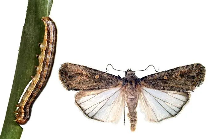Imagem adicional 1 de Spodoptera frugiperda
